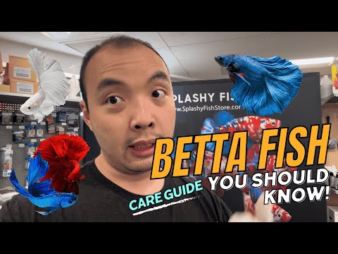 Everything You Need to Know About Betta Fish - Care Guide, Tank Setup, and More Tips