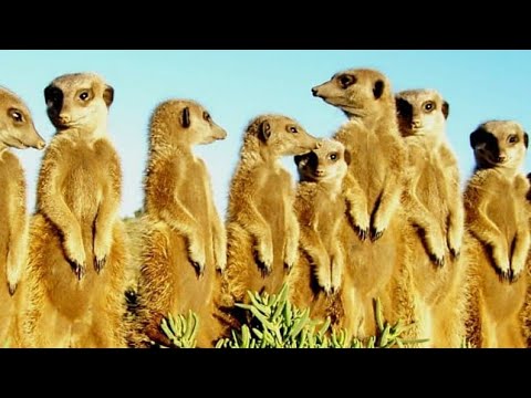 #MEERKAT MAGIC MOMENTS - #MEERKATS BOOK #Suricate #Suricates #Suricati #ミーアキャット #Mīakyatto