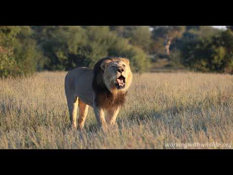 Kalahari Lion Roaring 4K - Conservation Safari Experience