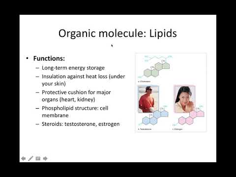 Chemical Level of Organization Part 2 (Bio 260)