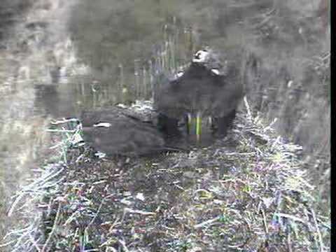 DPOF Osprey Mating on nest March 20