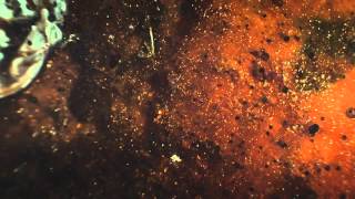 CLARA LOFARO "Born To Love You" Chrome Rock Remix (Official Video)