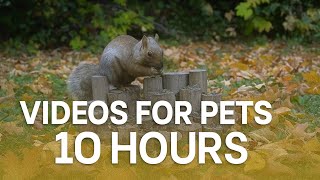 10 Hours of Fall, Feathers and Furry Friends - October 18, 2025