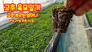 고추 뿌리는 얼마나 나왔을꺄 육묘일기 가식 29일 파종 46일 괴산청결고추 고추모종키우기 [고추재재방법]