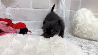 ハーフ犬の動画01