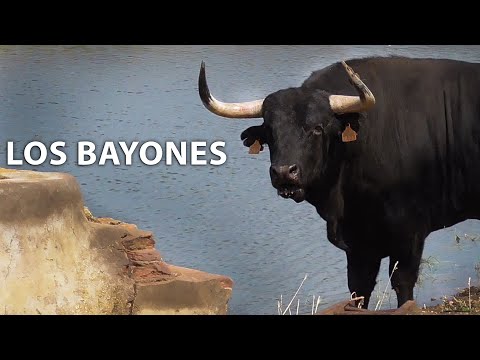 Toros Bravos como viven en Ganadería Los Bayones 2019