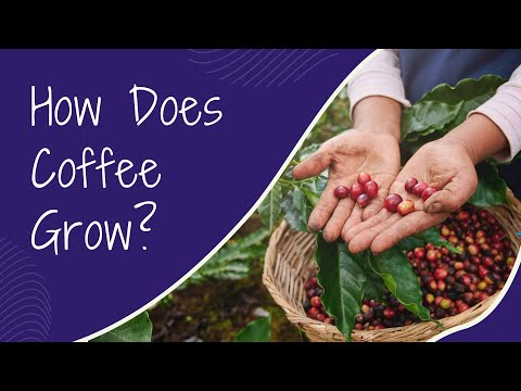 How Does Coffee Grow?