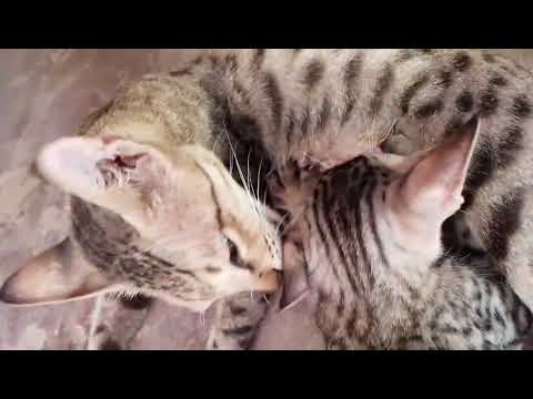 #my. House  cat # Indian  cat# short video  #cat short video 