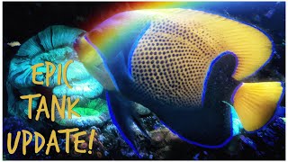#Reefzilla - First 6 Months - Epic Custom Reef Tank Update
