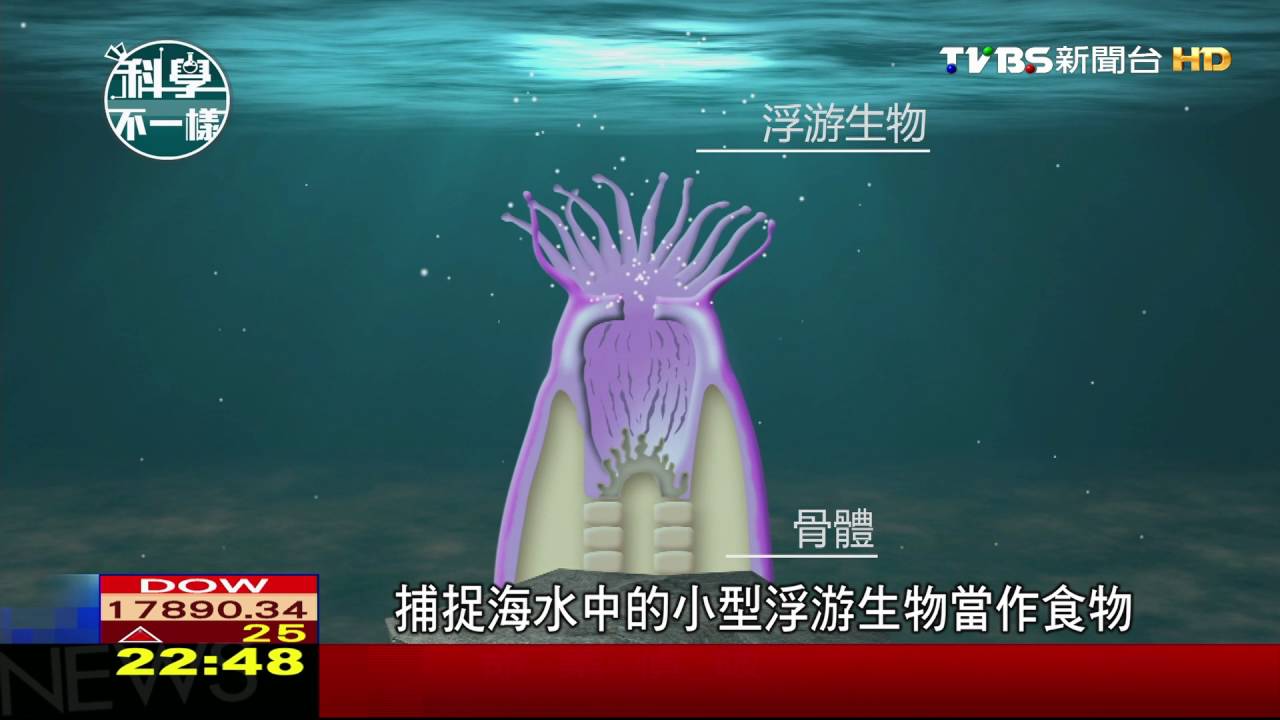 咕咾石房屋建材 珊瑚生長形成「碳酸鈣」