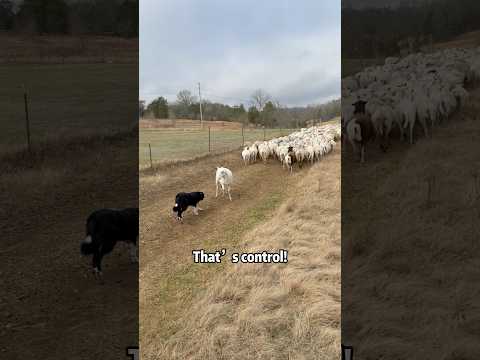 Watch This Dog Work Its Magic!#bordercollie #sheepdog #foryou #fyp #herding