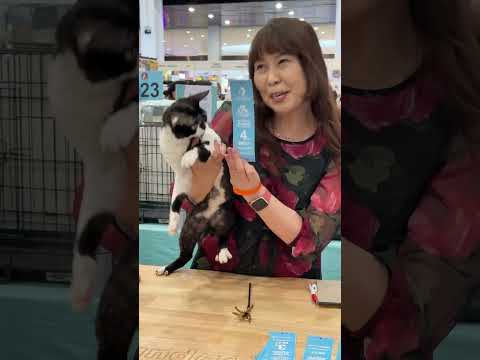 みーちゃん先生 in マレーシアのペット博  #みーちゃん先生 #キャットショー #ペット博 #petexpo
