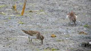 preview picture of video 'Least Sandpipers'