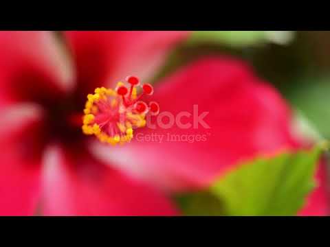 istockphoto 1399562031 640 adpp is