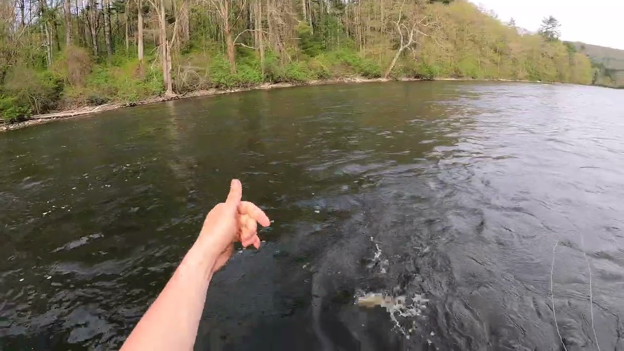 Fly Fishing the Housatonic River in Cornwall, CT
