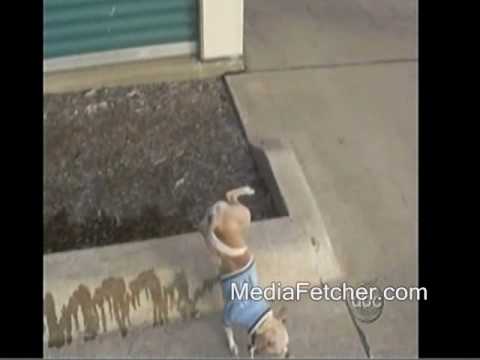 有這種狗?!(原發表者:iouniky6888)(影片)