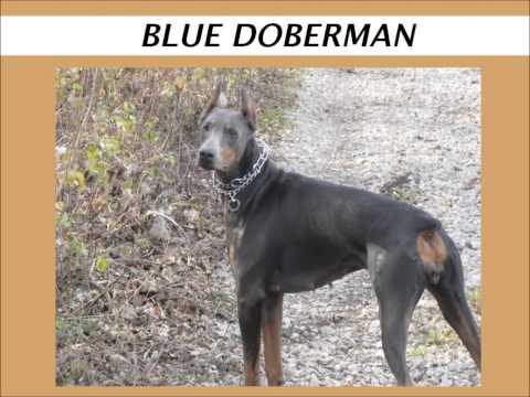 Fawn and blue dobermans (short description)