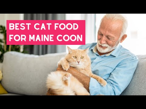 The 5 Best Cat Foods for Maine Coons in 2022