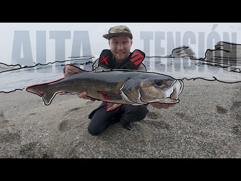 SEA BASS FISHING WITH LIGHT SPINNING IN VERY SHALLOW DEPTH || SUFFERING GUARANTEED