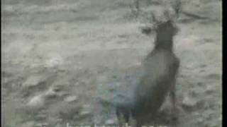 preview picture of video 'trophy whitetail deer hunts in pa'