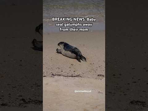 The seal is on the loose! #seal