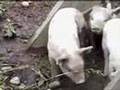 captain beefheart - china pig