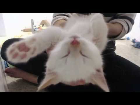 Adorable rescue kittens purring SO loud!  (best kitten therapy ever)