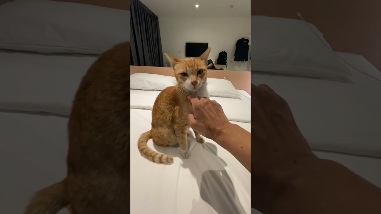 2025年就係呢隻黃貓間接令到我受傷！