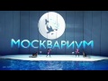 Водное шоу в Московском океанариуме