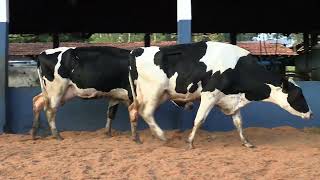 Vídeo 4 - 1ª ETAPA MEGA LIQUIDAÇÃO TOTAL AGROPECUÁRIA MARAJOARA - DIA 4 | GADO GIROLANDO E HOLANDÊS