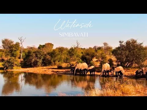 Simbavati Waterside Live Wildlife Camera | Klaserie Reserve, South Africa