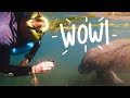 Must Watch Swim With Manatees Crystal River Florida
