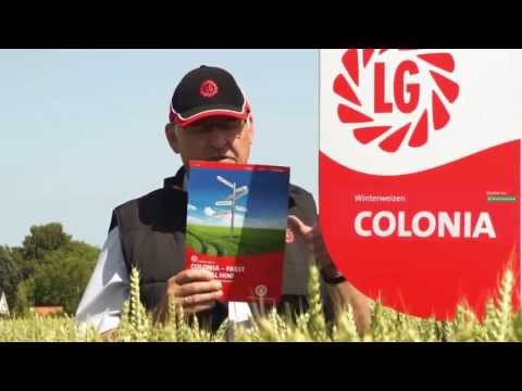 LG Seeds Deutschland | Weizen COLONIA - Passt überall hin. 4 gute Gründe, 1 Weizen.