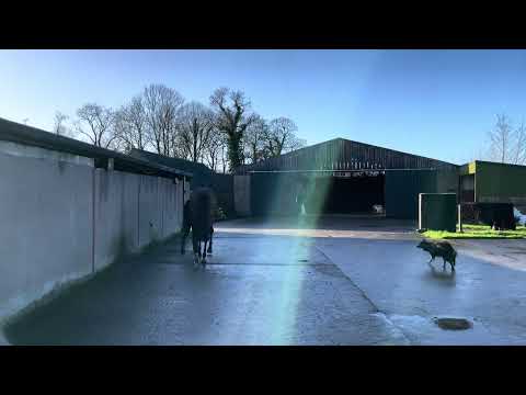 Idaho 5yr old winning mare - Idaho Expresso - Image 2