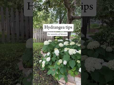 Hydrangea Care Tips #gardeningtips #gardening #hydrangeas #fastgrowingtrees
