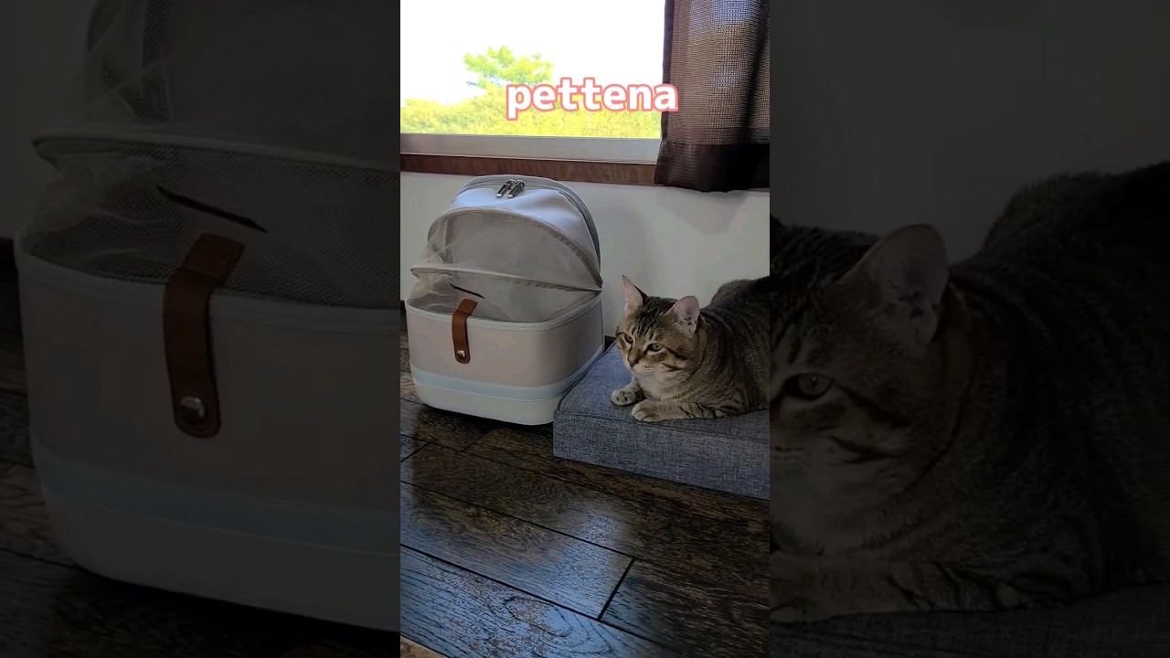 可愛い白のペットリュック！