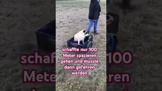 Von pummelig zu schlank. #mypug #mops #mopsliebe #mopsleben #pug #puglove