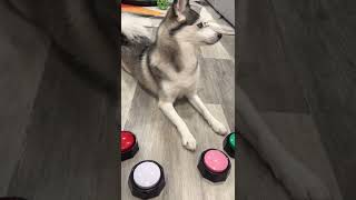 Sapphie the pomsky says Bitch Please