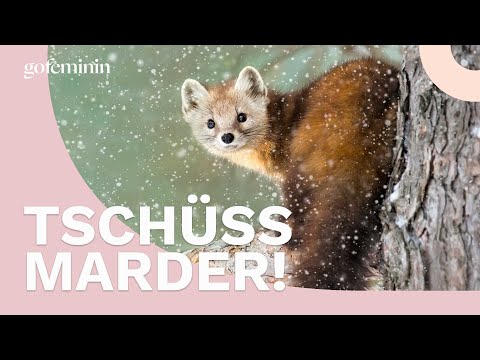 Marder vertreiben: So werdet ihr die Raubtiere los