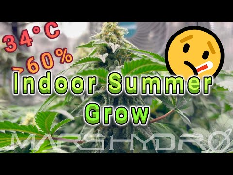 🌱 Sommer Indoor Grow ☀️ OG Kush & Purple Oreoz F1 Blütewoche 6 | Mars Hydro & Living Soil🌱
