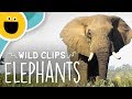 The Elephant Song Wild Clips Sesame Studios