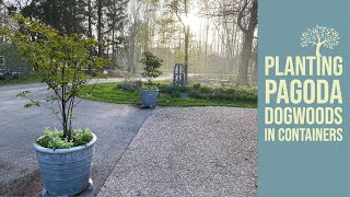 Driveway container redux | Planting pagoda dogwoods | The Impatient Gardener