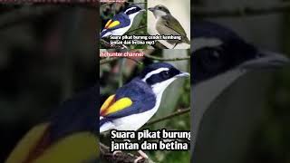 Download lagu Suara pikat burung cendet kembang mp3 mp3