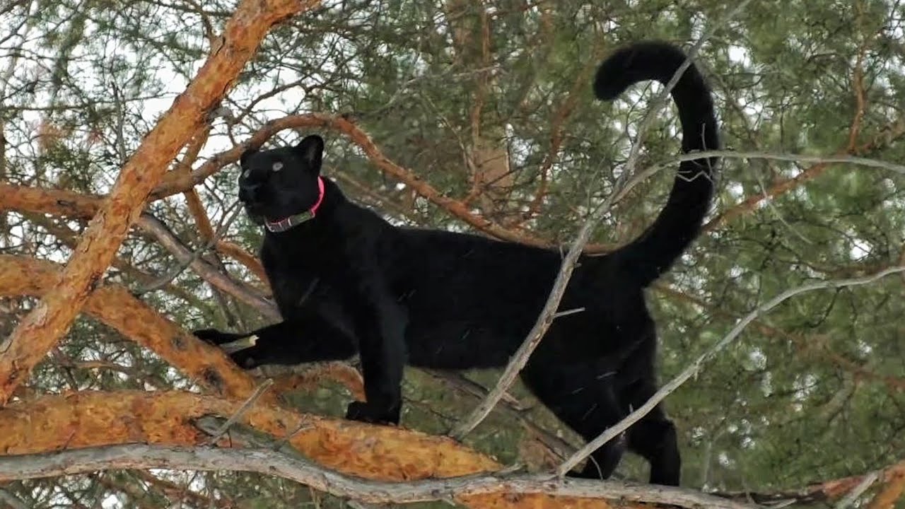 Luna the panther - an unusual lunch on a tree 🌲 