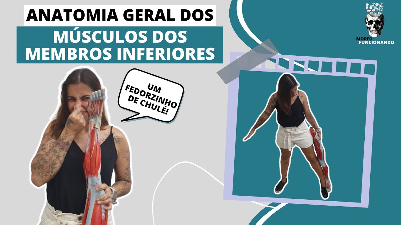 ANATOMIA GERAL DOS MÚSCULOS DOS MEMBROS INFERIORES #3