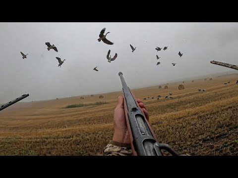 Single Shot Bolt Action 20 Gauge Goose Hunt! (65 Honkers Down)