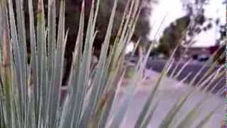 preview picture of video 'Team Phoenix - Church Plant - Phoenix, Arizona'
