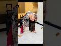 Hot Pashto Dance Ghazal Khan Dancer