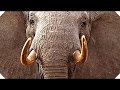 THE IVORY GAME (Netflix, 2016) - TRAILER