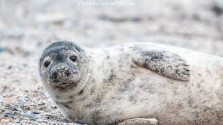 9 Dream Interpretation  about Seals &quot;Animal&quot;